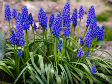 Mavi çiçekler, çayırda yetişen üzüm sümbülü çiçekleri.