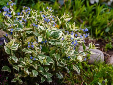 Toprakta yetişen brunnera variegata çiçekleri