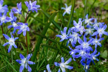 Scilla luciliae, Bossiers karın zaferi, Luciles karın zaferi