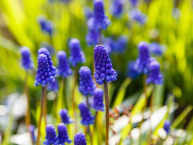 Mavi çiçekler, çayırda yetişen üzüm sümbülü çiçekleri.