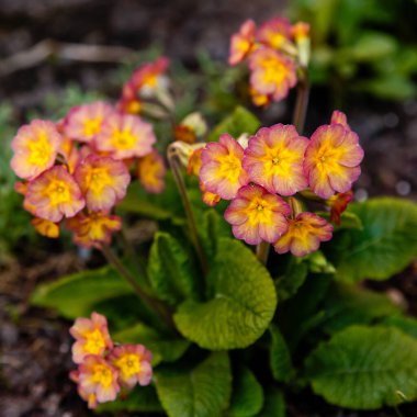 Toprakta yetişen pembe çiçekler, Primula çiçekleri.
