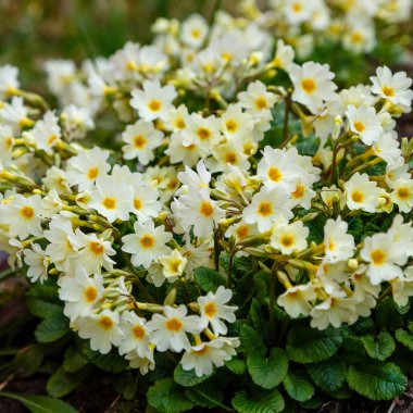 Beyaz Primula Vulgaris çiçekleri tarlada 