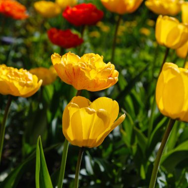 Parkta sarı lale çiçekleri, doğada bitki örtüsü.