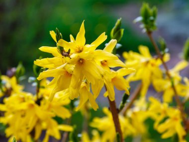Ağaçtaki sarı çiçekleri kapat.