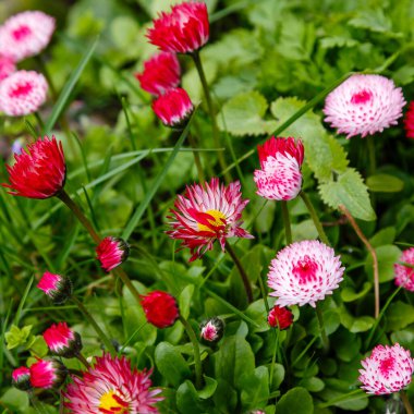 Parkta yetişen papatya çiçekleri, doğada bitki örtüsü