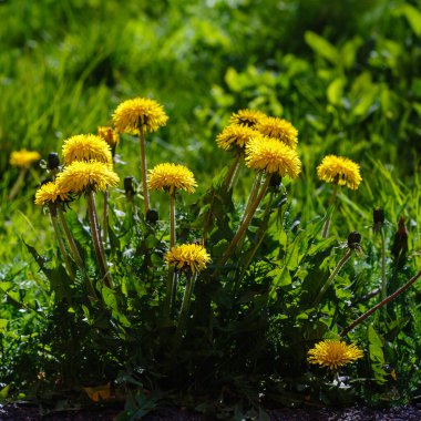 Parkta yetişen sarı tarla çiçekleri, sıradan karahindiba
