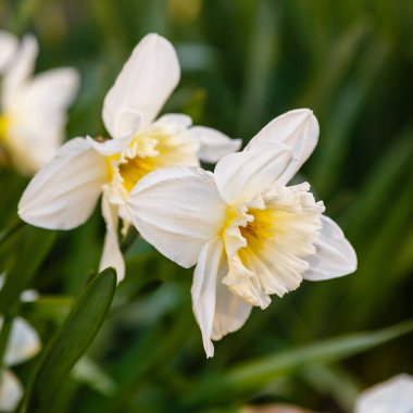 Toprakta büyüyen beyaz Narcissus çiçekleri