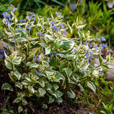 Toprakta yetişen brunnera variegata çiçekleri