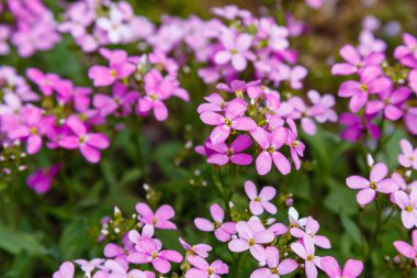 parkta yetişen mor arap çiçekleri