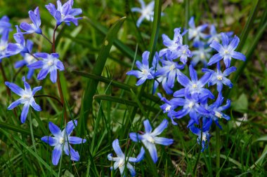 Scilla luciliae, Bossiers karın zaferi, Luciles karın zaferi