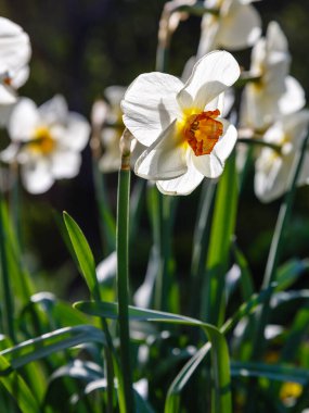 Parkta büyüyen Narcissus çiçekleri