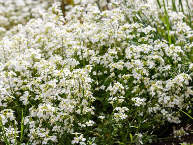 Parkta büyüyen beyaz Arap çiçekleri