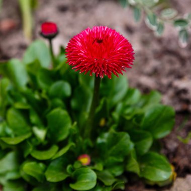 Parkta yetişen papatya çiçekleri, doğada bitki örtüsü