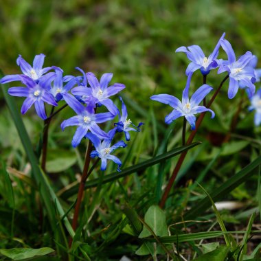 Scilla luciliae, Bossiers karın zaferi, Luciles karın zaferi