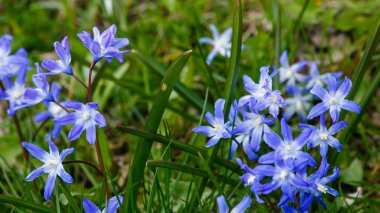 Scilla luciliae, Bossiers karın zaferi, Luciles karın zaferi