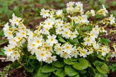 Beyaz Primula Vulgaris çiçekleri tarlada 