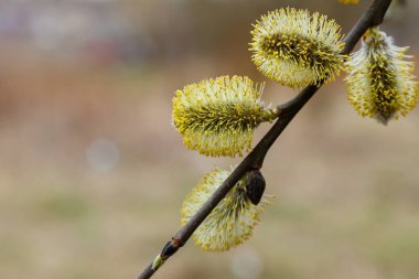 Bahar söğüdü çiçekleri, doğa florası