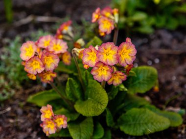 Toprakta yetişen pembe çiçekler, Primula çiçekleri.