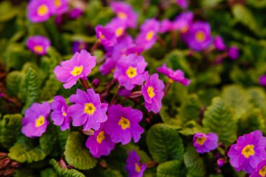 Toprakta yetişen mor bahar çiçekleri, Primula çiçekleri.