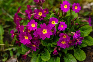 Primula çuha çiçeği tarlada mor çiçekler 