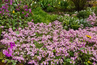 parkta yetişen mor arap çiçekleri