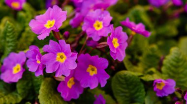 Toprakta yetişen mor bahar çiçekleri, Primula çiçekleri.