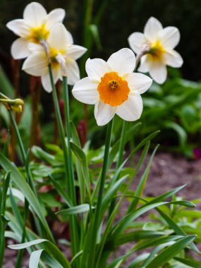 Parkta büyüyen beyaz nergis çiçekleri, Narcissus çiçekleri