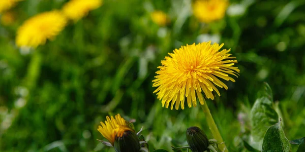 Gele Veldbloemen Groeiend Park Paardebloem — Stockfoto