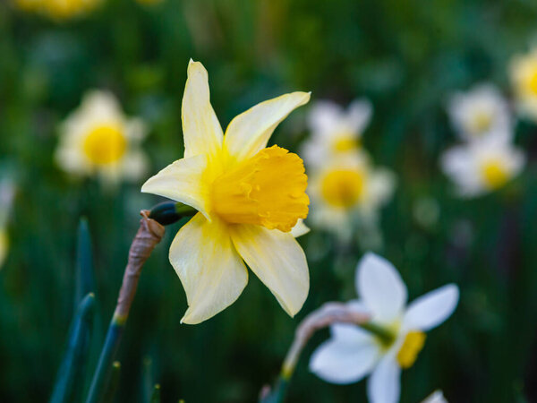 Narcissus flowers growing in park
