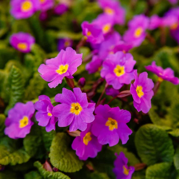 Purple Spring Flowers Growing Soil Primula Flowers — Stock Photo, Image