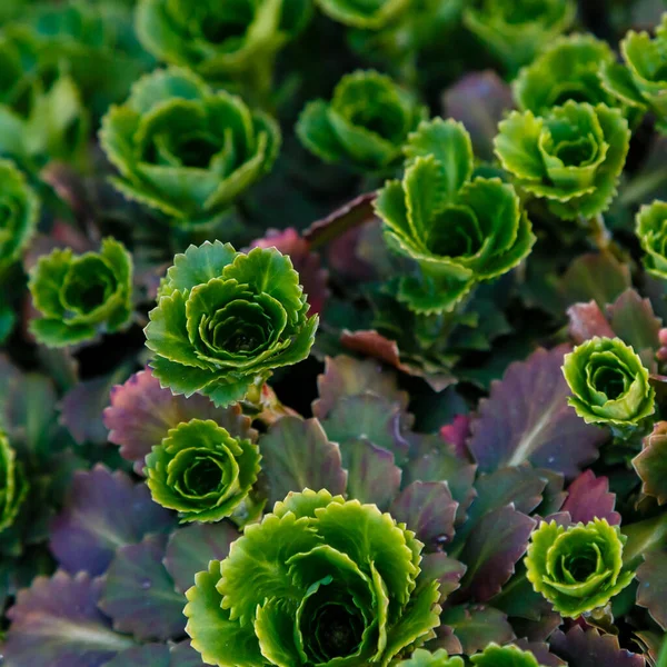 Groene Succulente Planten Die Bodem Groeien — Stockfoto