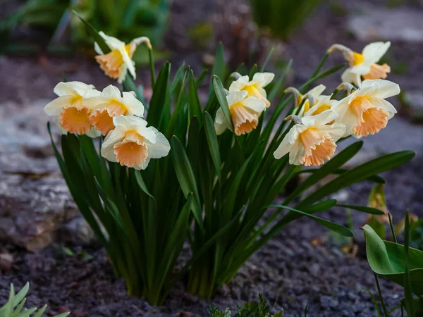 Fleurs Blanches Narcisse Poussant Dans Sol — Photo