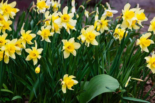 Fleurs Jonquille Poussant Dans Parc Fleurs Narcisse — Photo