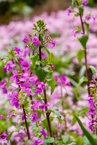 Fiori Viola Lunaria Che Crescono Nel Parco — Foto Stock