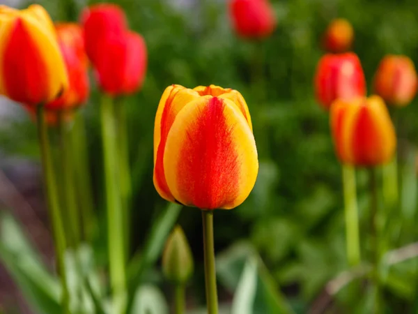 Fleurs Tulipes Rouges Poussant Dans Parc Flore Dans Nature — Photo