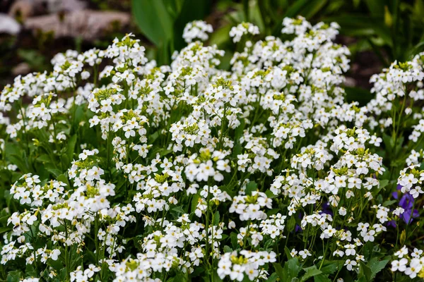 Flores Árabes Brancas Que Crescem Parque — Fotografia de Stock