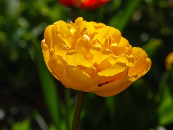 公園で成長する黄色のチューリップ 自然界の植物 — ストック写真