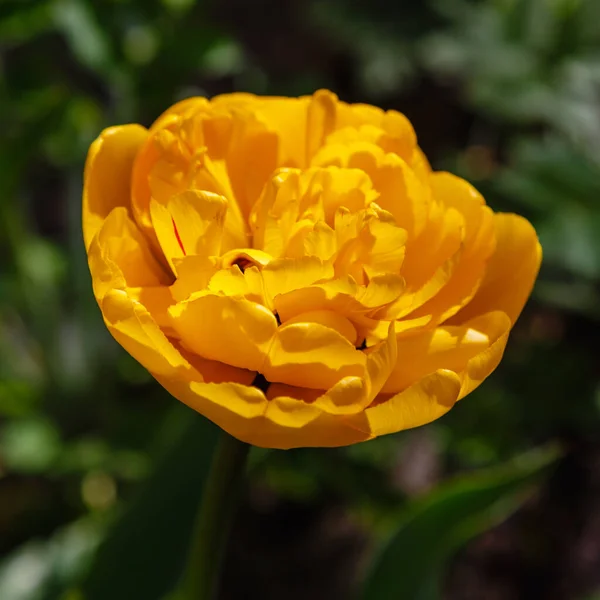 Gul Tulipan Blomst Vokser Park Flora Naturen - Stock-foto