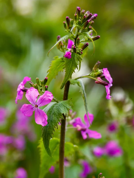 Purple Lunaria Flowers Growing Park — Stock Photo, Image