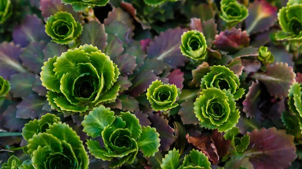 Groene Succulente Planten Die Bodem Groeien — Stockfoto