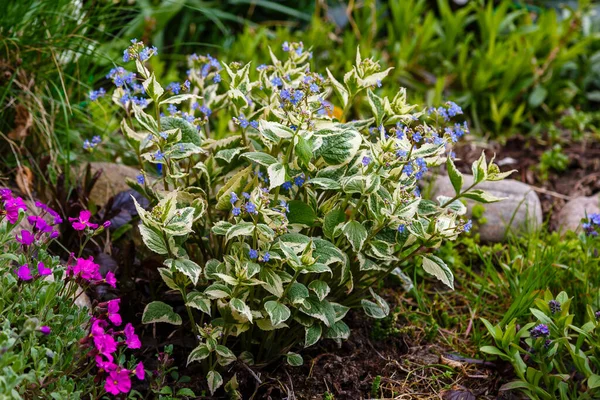 Brunnera Variegata Virágok Termesztése Talajban — Stock Fotó