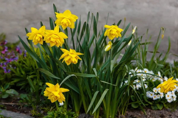 Желтые Цветы Нарцисса Растут Парке Цветы Нарцисса — стоковое фото