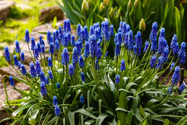 Blue Flowers Grape Hyacinth Flowers Growing Meadow — Stock Photo, Image