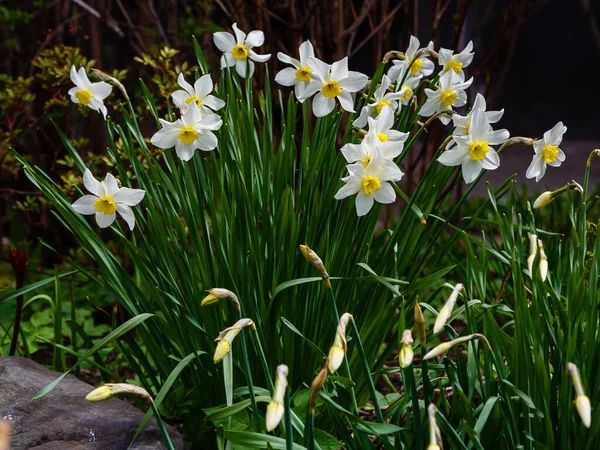 Белые Цветы Нарцисса Растут Парке Цветы Нарцисса — стоковое фото