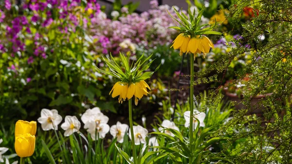 Flores Imperiales Corona Creciendo Parque Fritillaria Imperialis —  Fotos de Stock