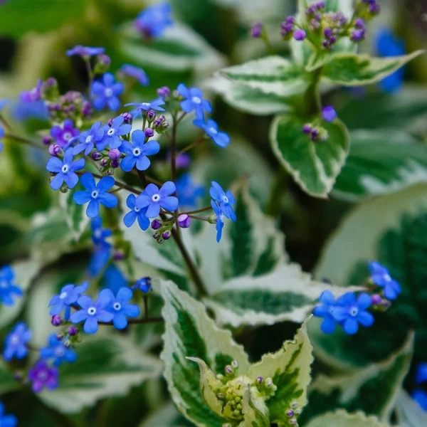 Azul Brunnera Macrophylla Flores Creciendo Parque — Foto de Stock