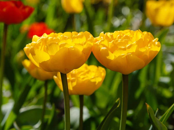 Gula Tulpan Blommor Som Växer Parken Flora Naturen — Stockfoto