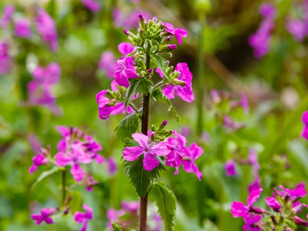 Purple Lunaria Flowers Growing Park — Stock Photo, Image