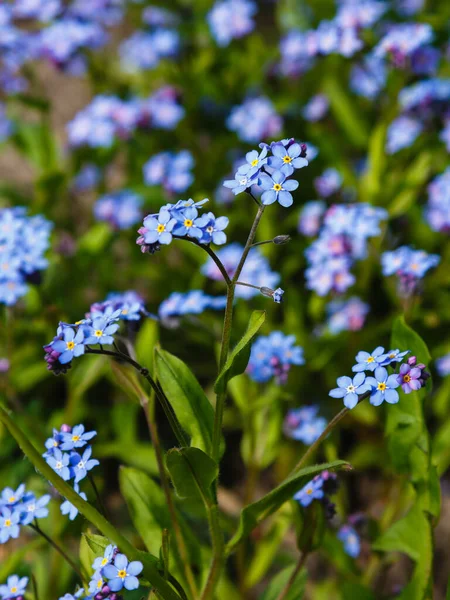 Flores Azules Miosotis Que Crecen Campo — Foto de Stock