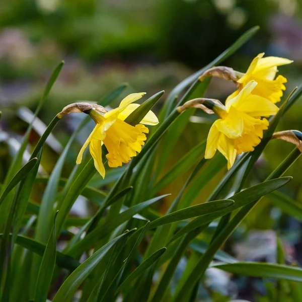 Fleurs Jaunes Narcisse Poussant Dans Sol — Photo